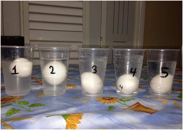 Can an Egg Float on Salt Water Physics or Astronomy Science Fair Project